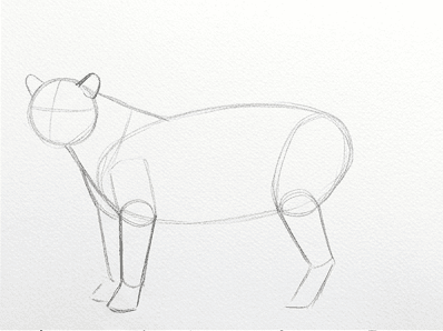 3rd step of the how to draw a tiger tutorial: add the front limbs.