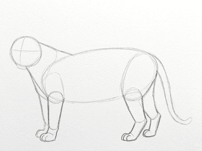 4th step of the how to draw a tiger tutorial: add back limbs and paws.