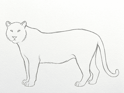 5th step of the how to draw a tiger tutorial: add ears, tail, and fur contour.