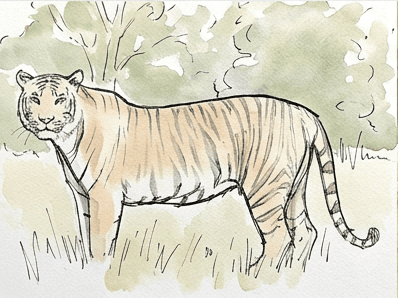 7th step of the how to draw a tiger tutorial: lay the palest wash.