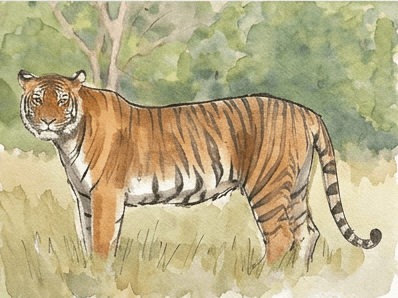 8th step of the how to draw a tiger tutorial: add mid-tone local color.