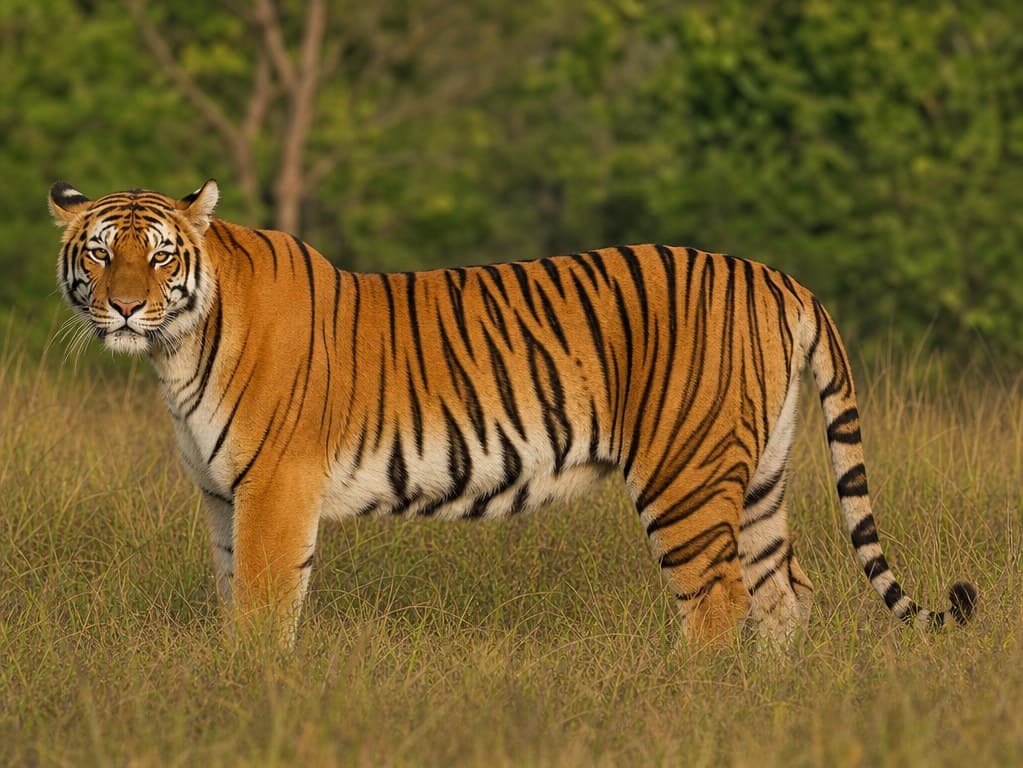 Photoreal reference photo of an adult Bengal tiger standing in tall grass in soft late-afternoon light.