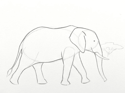 Stage five showing the large ear, tassel tail and soft skin folds