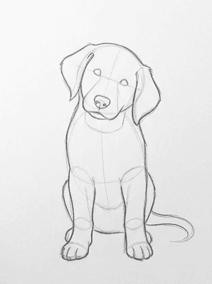 Fifth stage adding drop ears, a short tail, and a soft fur outline to the puppy.